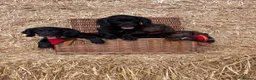 Cocker Spaniel dogs for sale: Working Cocker Spaniel Puppies  - Advert 8