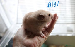 Hamster rodents for sale: Young Syrian Hamsters - Image 2