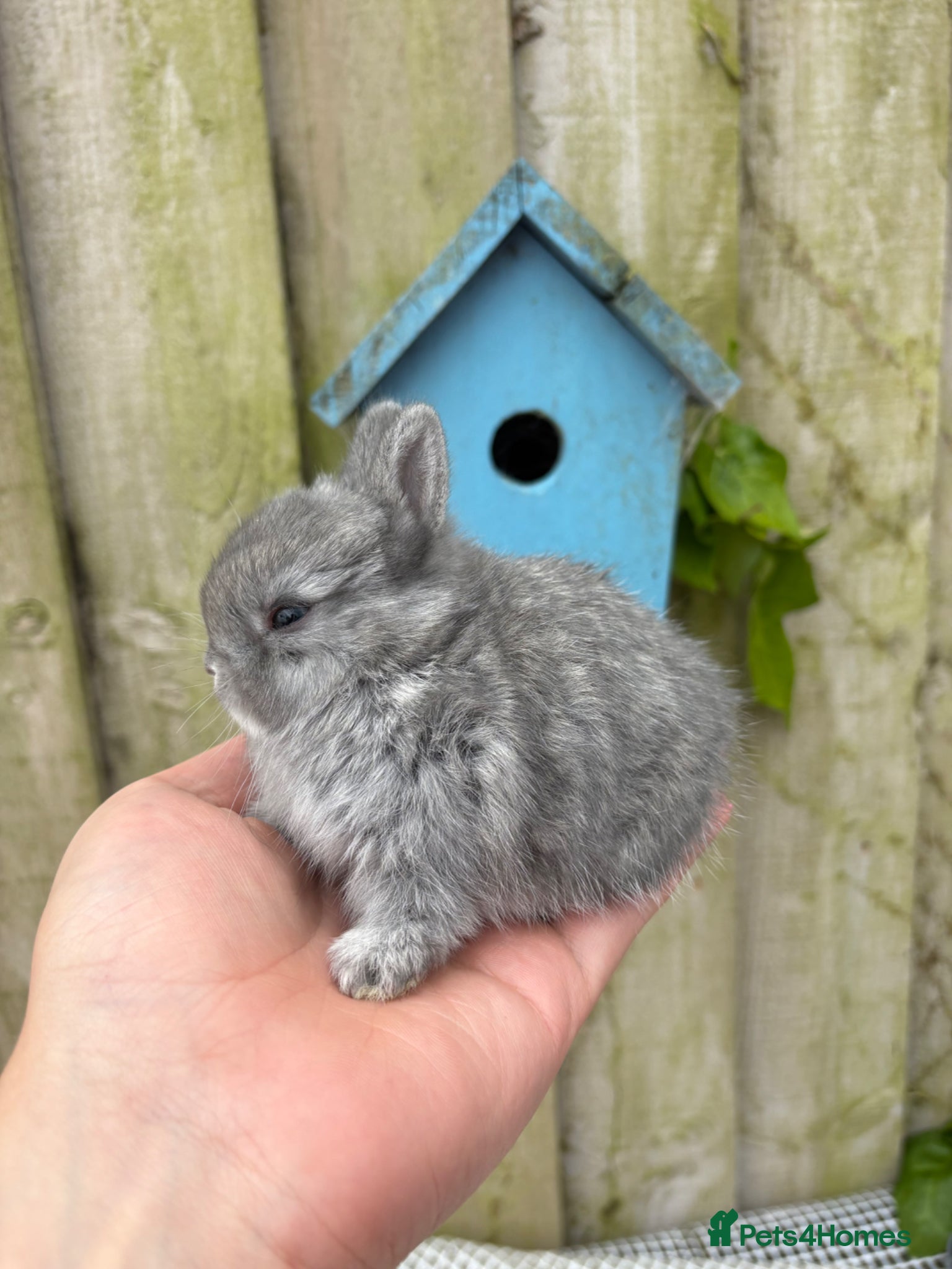 Netherland Dwarf rabbits Netherland dwarf rabbits - Advert 1