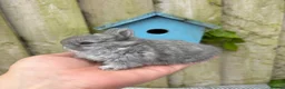 Netherland Dwarf rabbits for sale: Netherland dwarf rabbits - Advert 1
