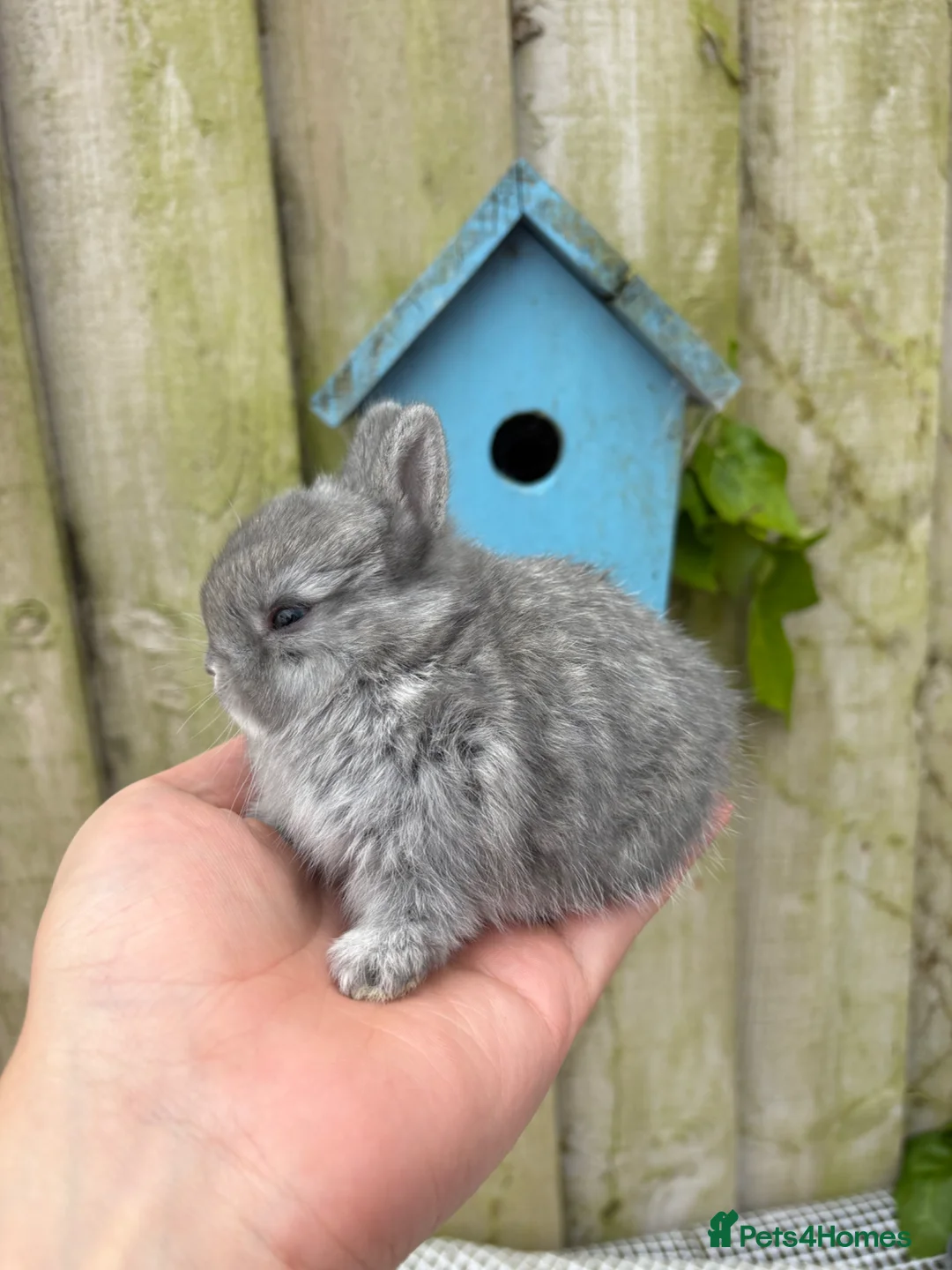 Netherland Dwarf rabbits for sale: Netherland dwarf rabbits - Advert 1