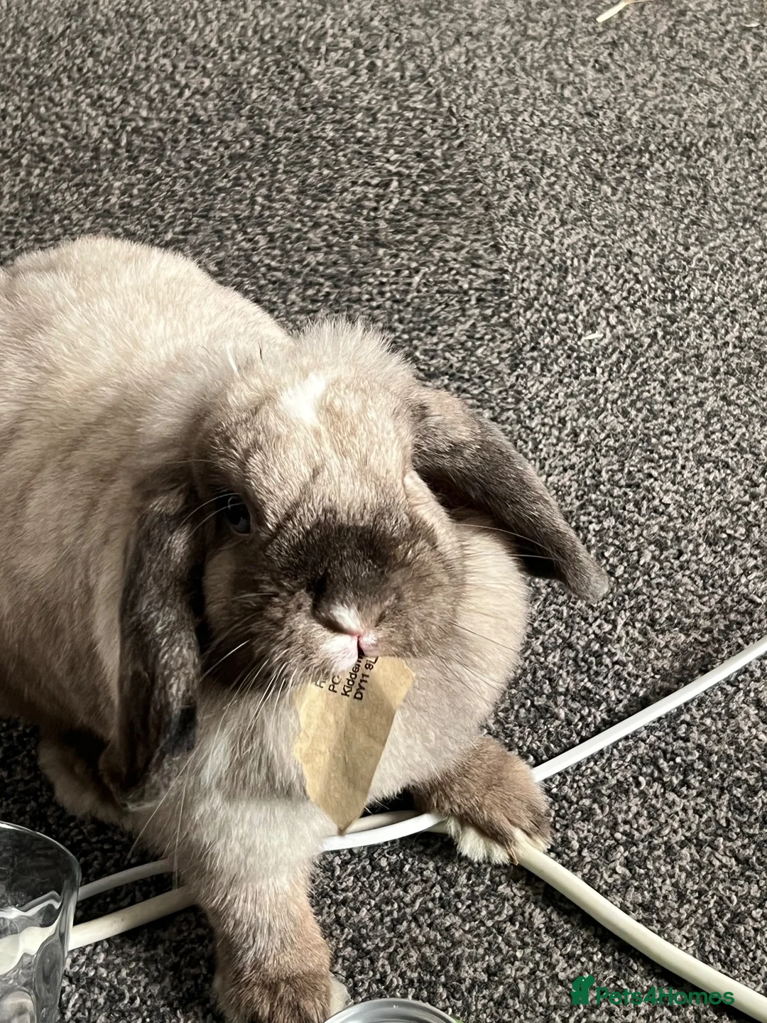 Mini Lop rabbits for sale: Female mini lop in Dewsbury - Advert 1