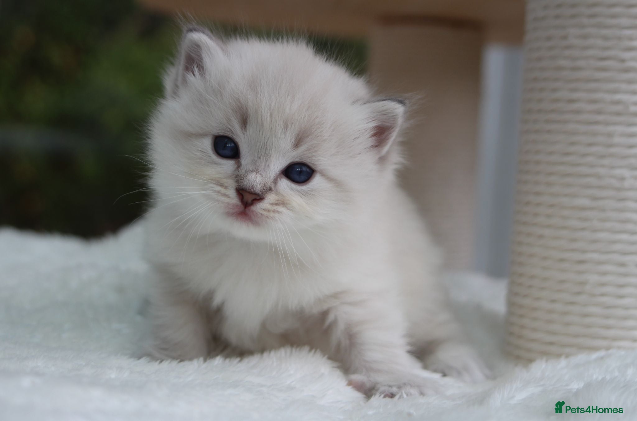 Ragdoll cats Outstanding Pedigree GCCF Ragdoll Kittens - Advert 14