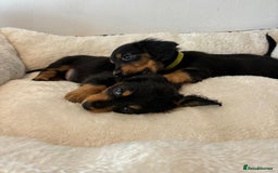 Dachshund dogs for sale: Dachshund long haired miniature - Image 10