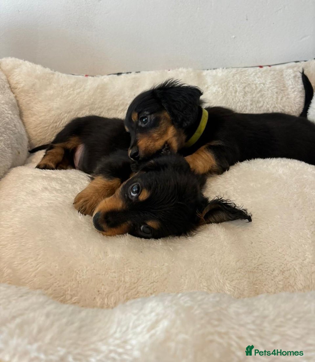 Dachshund dogs for sale: Dachshund long haired miniature - Image 10