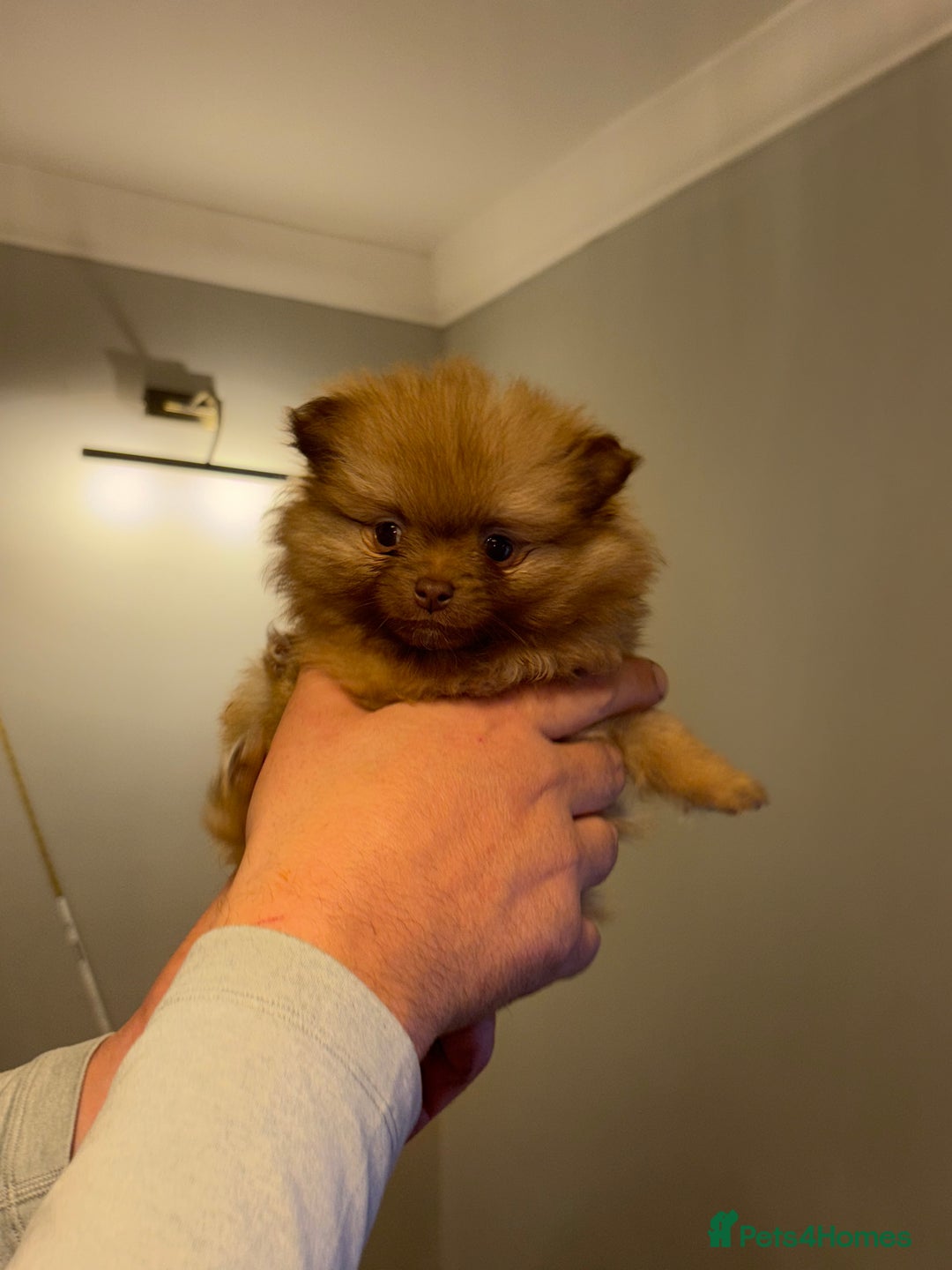 Pomeranian dogs for sale: Adorable Pomeranian puppy’s  - Advert 4