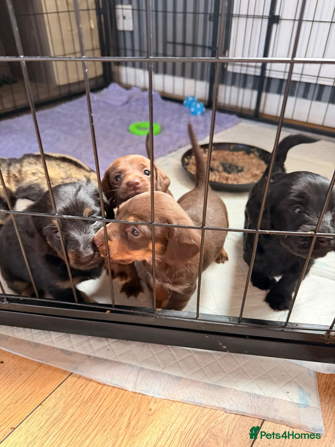 Doxiepoo dogs for sale: Miniature Doxipoo puppies  - Advert 15