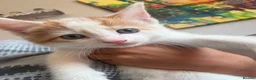 Turkish Angora cats for sale: Kittens - Advert 11