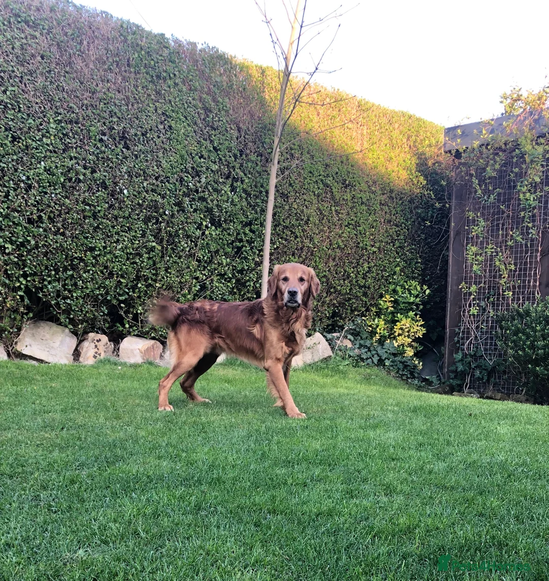 Golden Retriever dogs for stud: Castori Spirit Golden Retriever Stud 100% DNA Test in Barnsley - Advert 9