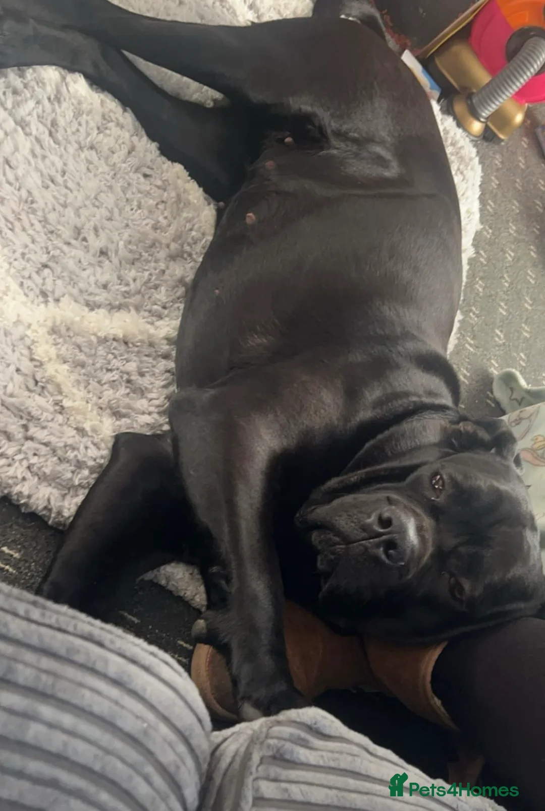 Mixed Breed dogs for sale: Cane Corso x Belgian Malinois Puppies –Hand-Reared in Mexborough - Advert 2