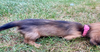 Miniature Dachshund dogs - Advert 11