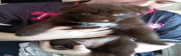 Mixed Breed dogs for sale: German shepherd cross border collie puppies  - Advert 5