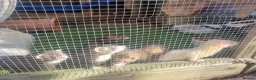 Ferret rodents for sale: Kits for sale in Arundel - Advert 2