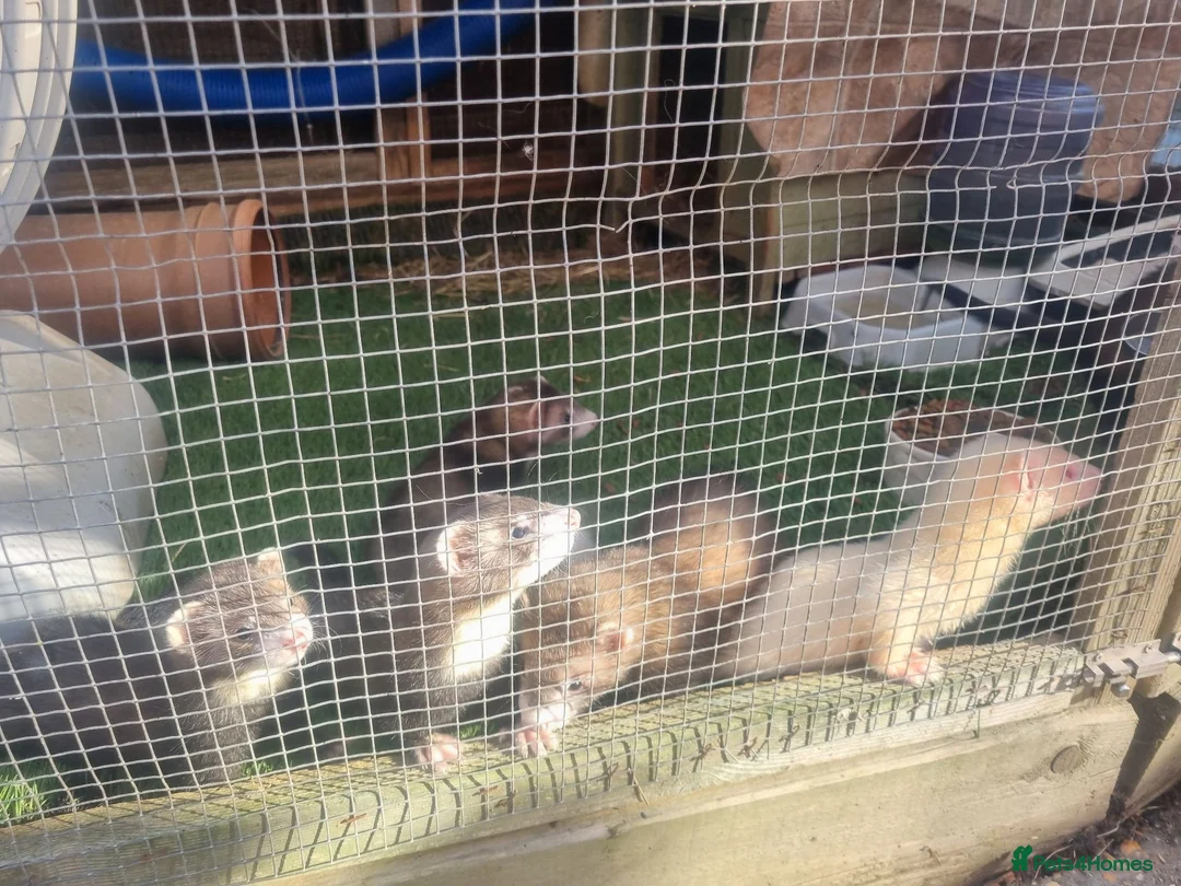 Ferret rodents for sale: Kits for sale in Arundel - Advert 2