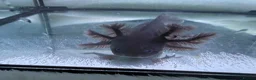 Axolotl reptiles for sale: Rescue Axolotls Looking For New Home  - Advert 6