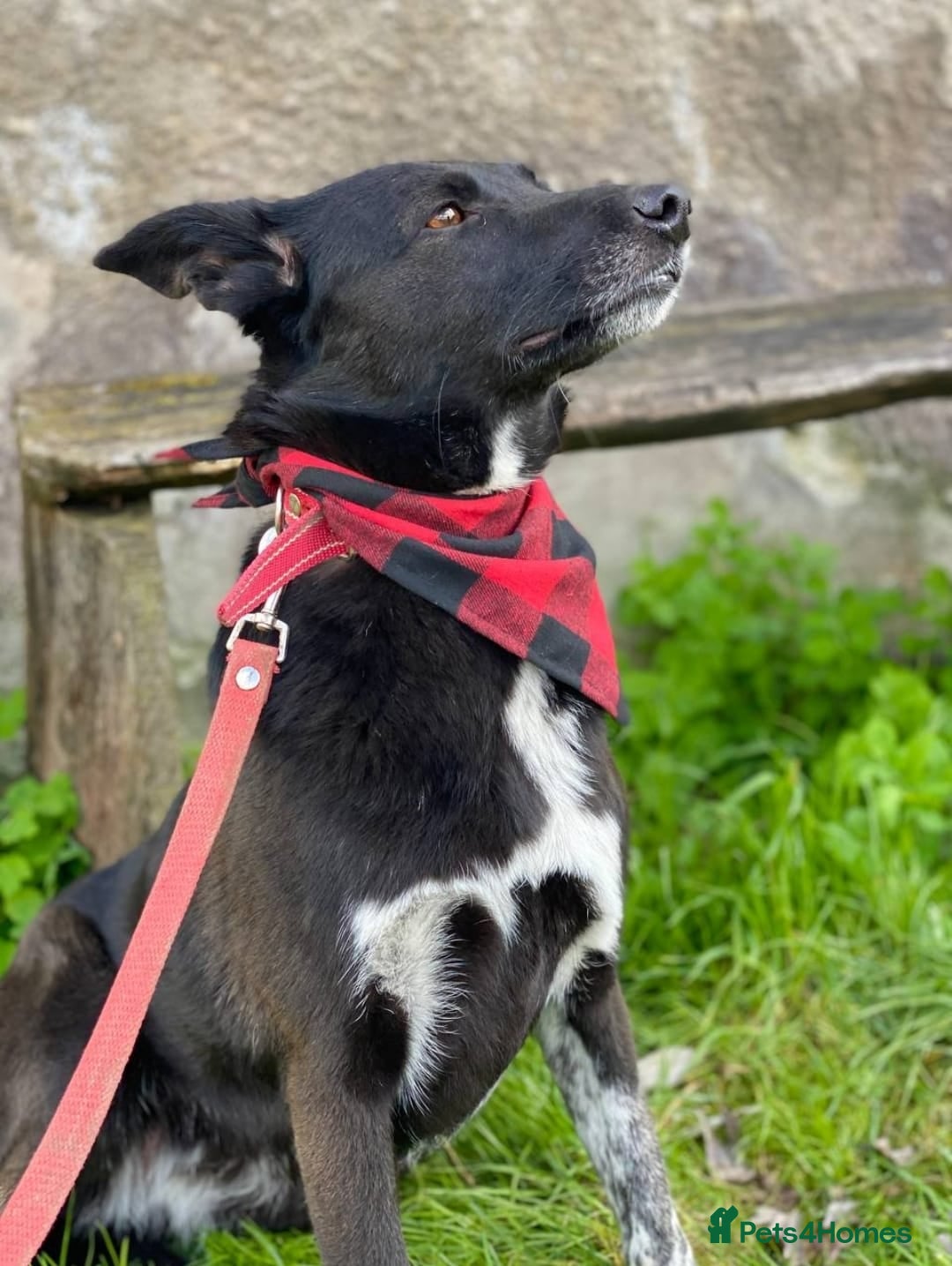 Mixed Breed dogs for adoption: 💖🐶 CARMEN 🐶💖 - Image 17