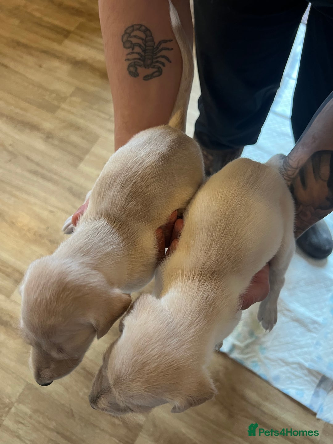 Lurcher dogs for sale: Saluki greyhound females  - Advert 6