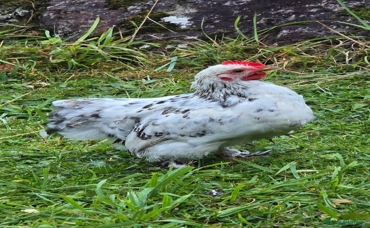 Chickens poultry - Advert 12