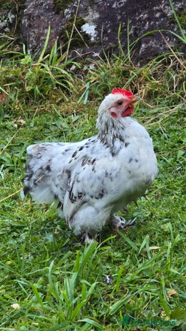 Chickens poultry - Advert 7