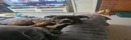 Mixed Breed dogs for sale: Beautiful boy will be your best friend  - Advert 3