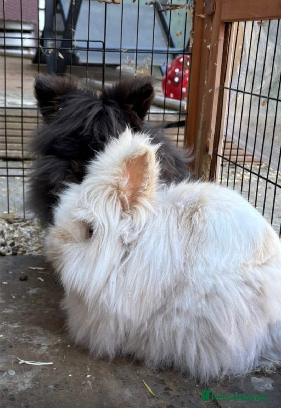 Mixed Breed rabbits 1 boy 1 girl - Advert 1