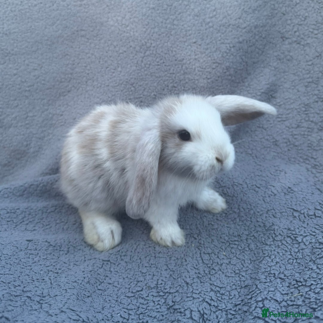 Mini Lop rabbits for sale: Purebred mini lops - Image 14