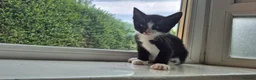 Mixed Breed cats for sale: 12 Beautiful kittens ready for their forever homes - Advert 8