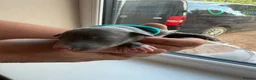 Whippet dogs for sale: Beautiful whippet puppies - Advert 22