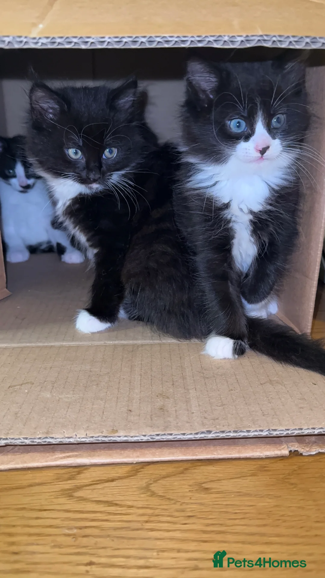 Mixed Breed cats for sale: 4 Beautiful Tuxedo Kittens (3 Long haired) <3 - Advert 17