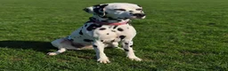 Dalmatian dogs for sale: 💕EXCEPTIONAL LITTER INCOMING💕 - Advert 2