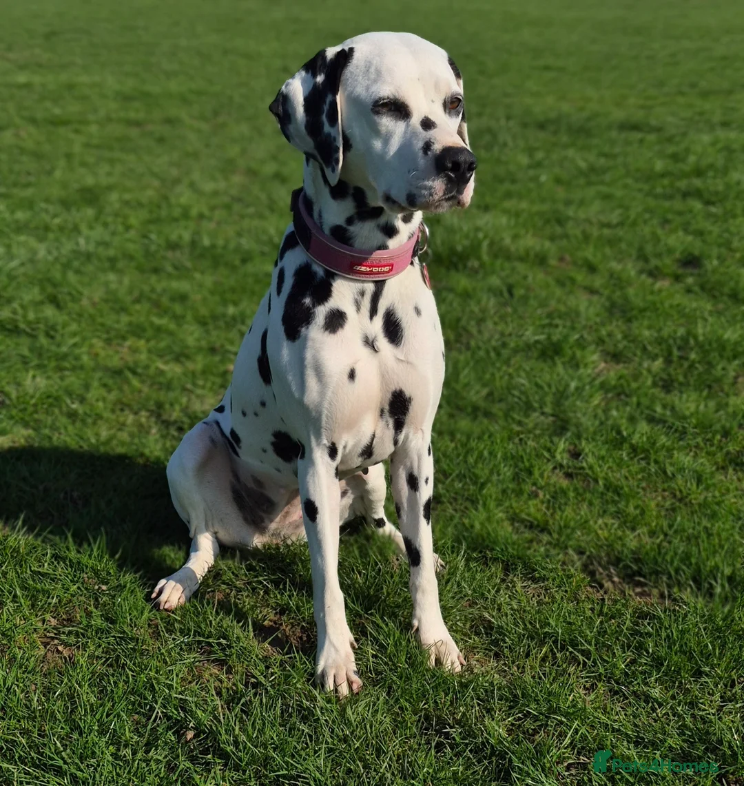 Dalmatian dogs for sale: 💕EXCEPTIONAL LITTER INCOMING💕 - Advert 2