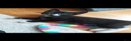 Mixed Breed cats for sale: 3 cute kittens for loving home - Advert 10
