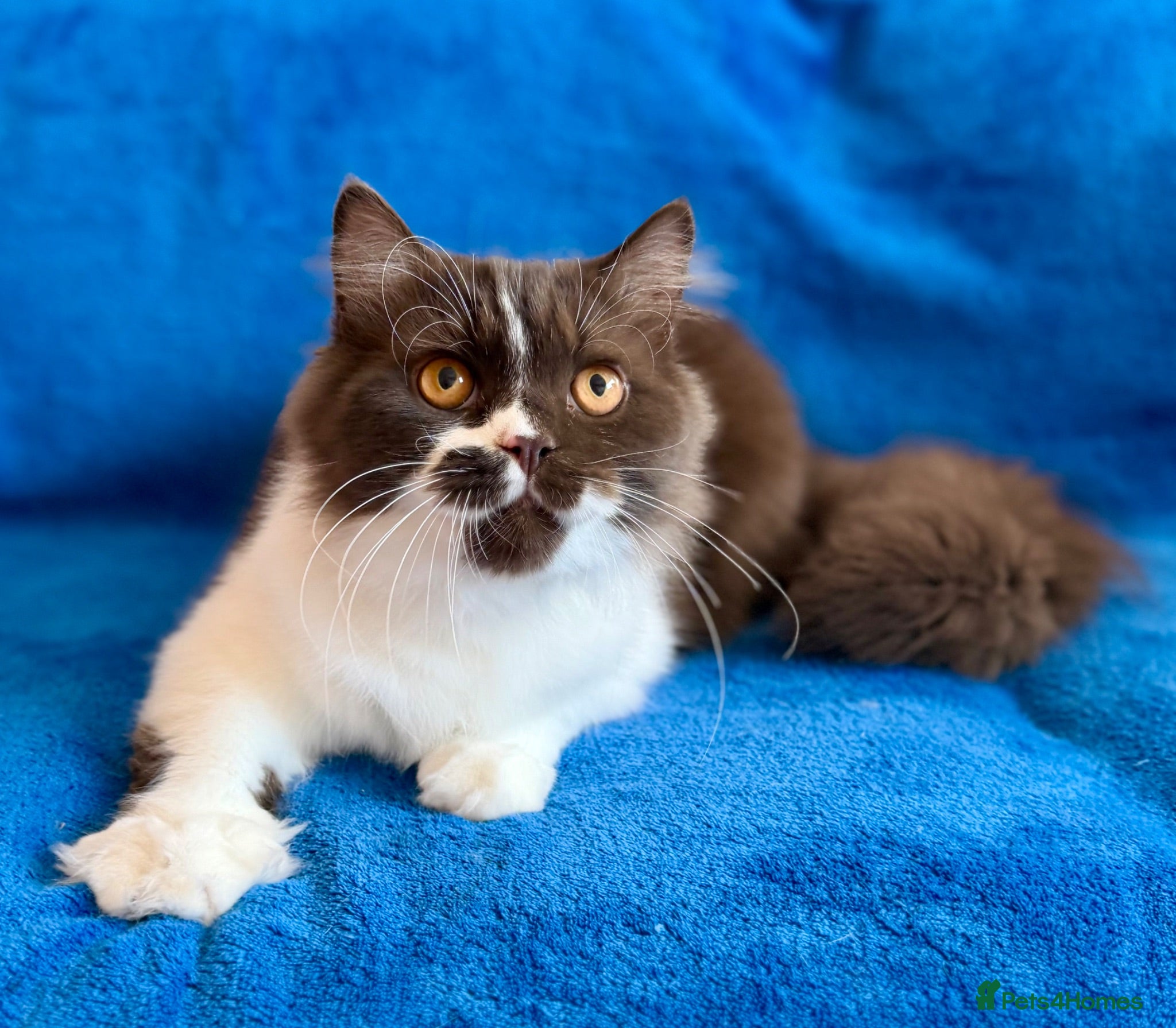 British Longhair cats Champion line Chocolate/white boy - Advert 5