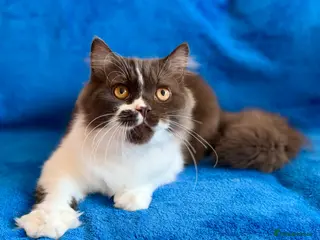 British Longhair cats Champion line Chocolate/white boy - Advert 5