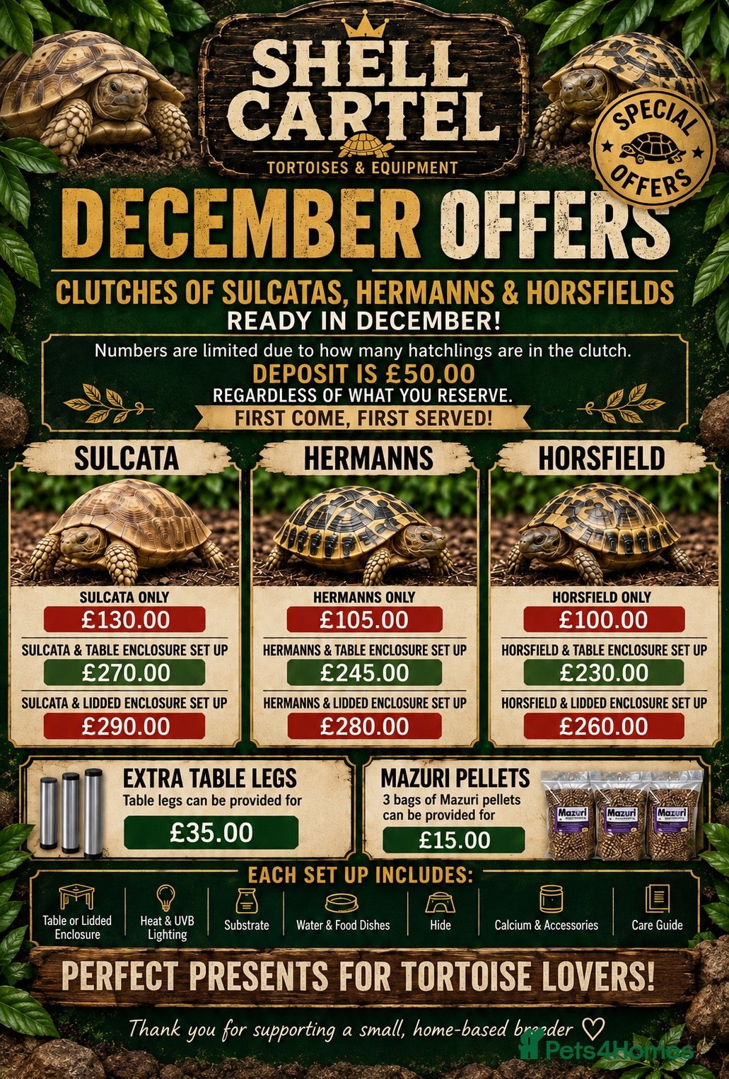 Tortoise reptiles Baby Tortoises Ready December  - Advert 2