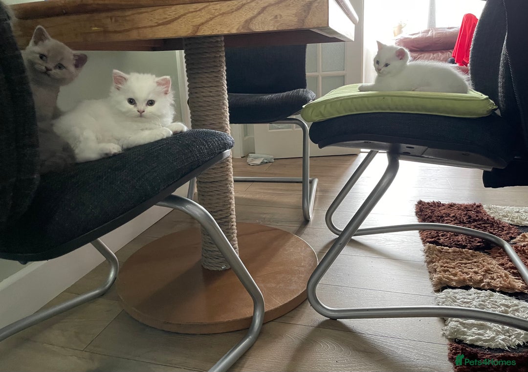British Shorthair cats for sale: British shorthair/longhair kittens - Image 4