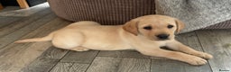 Labrador Retriever dogs for sale: Stunning litter of Labrador puppies - Advert 6