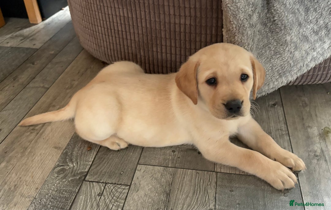 Labrador Retriever dogs for sale: Stunning litter of Labrador puppies - Advert 6