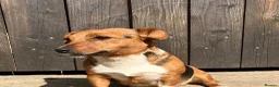 Jack Russell dogs for sale: Jack Russell Puppies for sale - Advert 15
