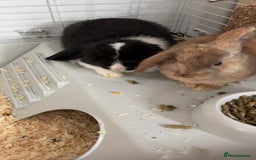 Mini Lop rabbits for sale: TWO GORGEOUS BABY MINI LOP GIRLS💖💕 - Image 6