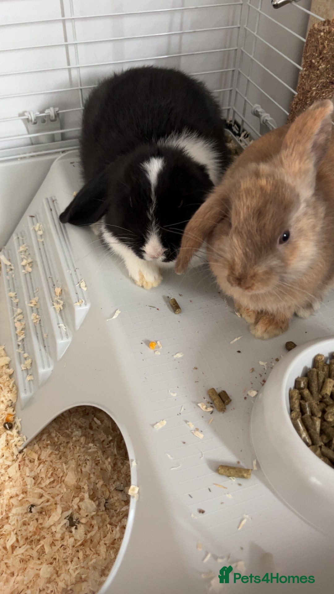 Mini Lop rabbits for sale: TWO GORGEOUS BABY MINI LOP GIRLS💖💕 - Image 6