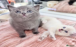 British Shorthair cats for sale: Beautiful Grey & White Kittens🐱💕 - Image 2
