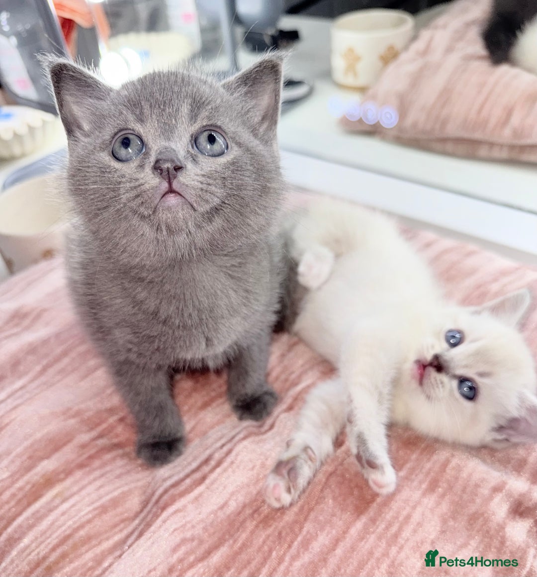 British Shorthair cats for sale: Beautiful Grey & White Kittens🐱💕 - Image 2