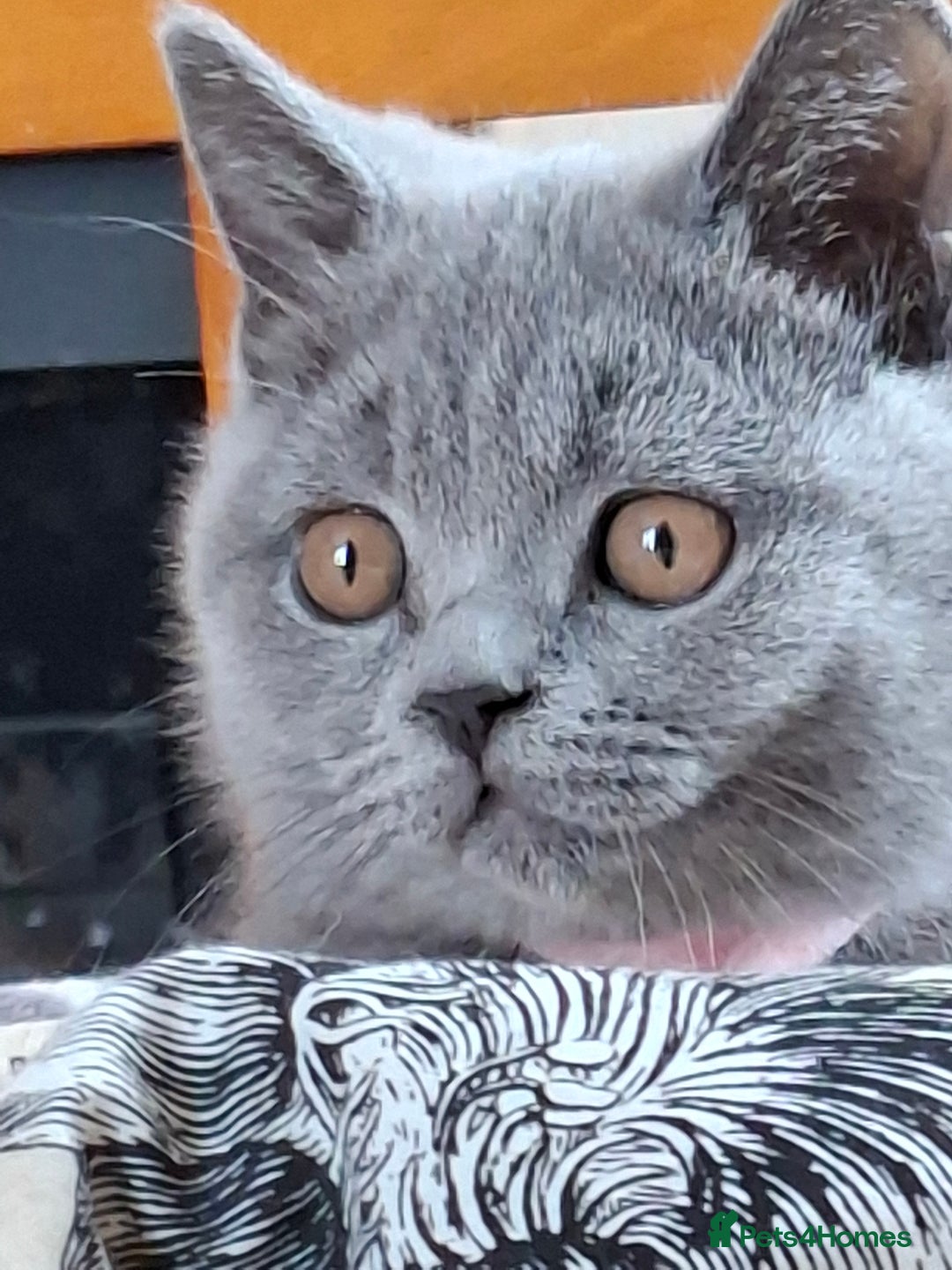 British Shorthair cats for sale: Pedigree British BSH girl for sale. Last one! - Image 9