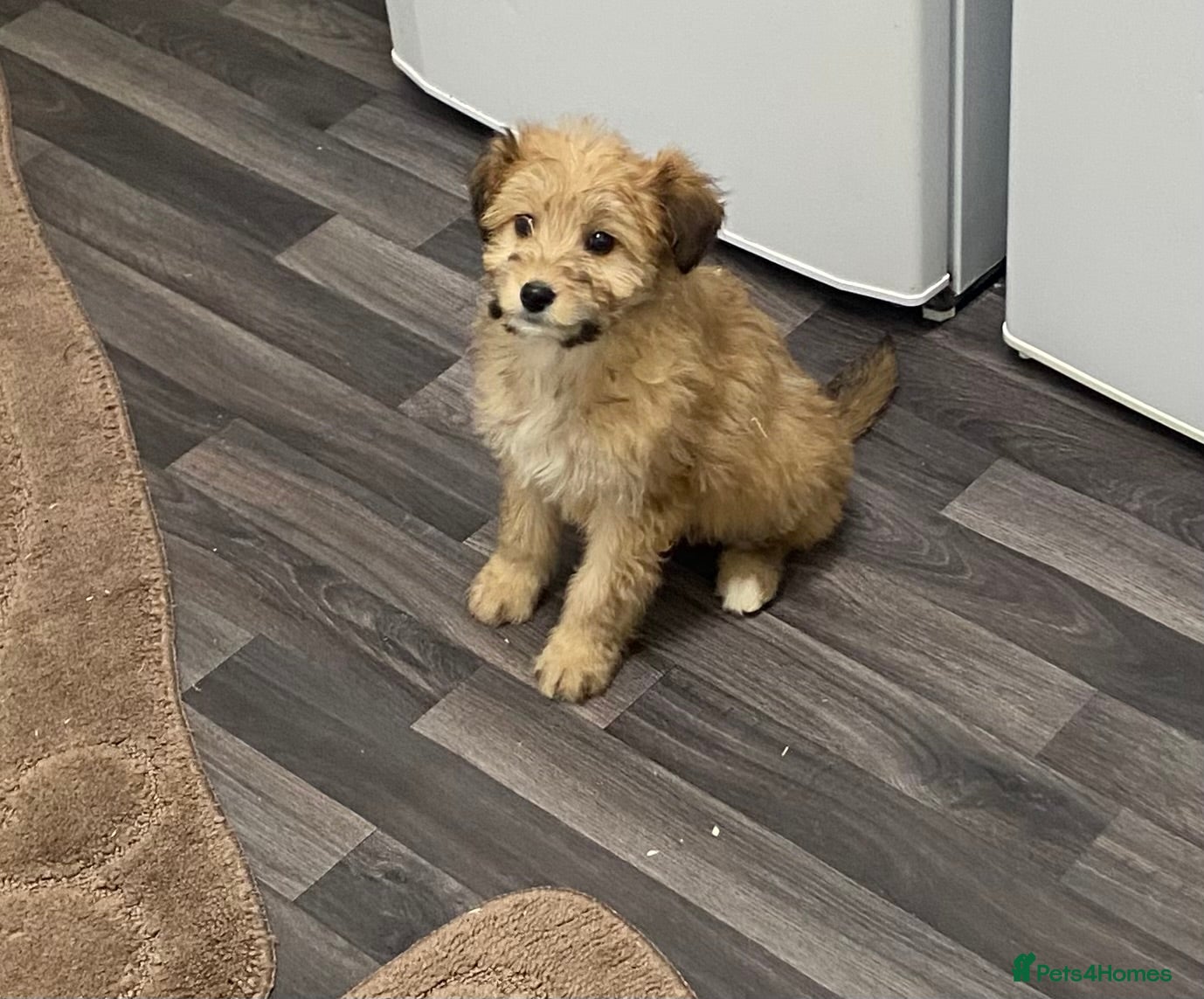 Mixed Breed dogs beautiful terrier x poodle puppies  - Advert 1