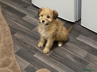 Mixed Breed dogs beautiful terrier x poodle puppies - Advert 1