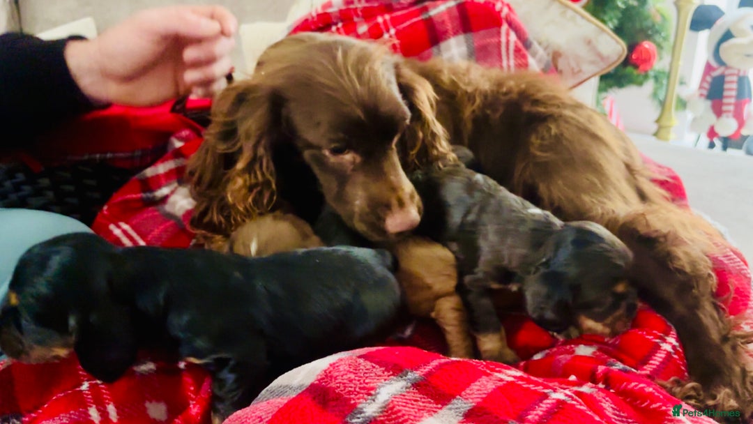 Cocker Spaniel dogs for sale: Gorgeous cocker spaniel puppies - Advert 2
