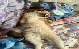 Ragdoll cats for sale: Stunning male ragdoll - Image 6