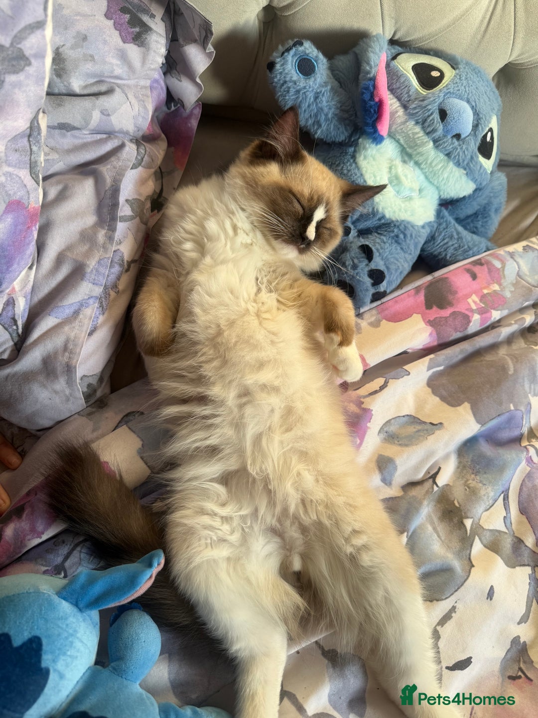 Ragdoll cats for sale: Stunning male ragdoll - Image 6