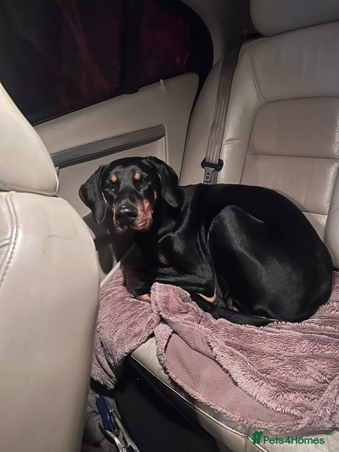 Dobermann dogs for sale: 2 year old female Doberman - Advert 3